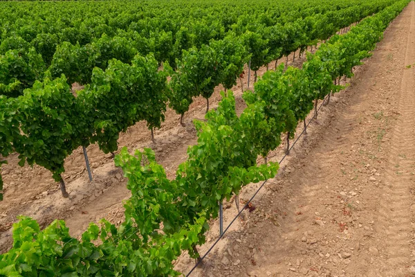 Üzüm bağları Provance, Fransa