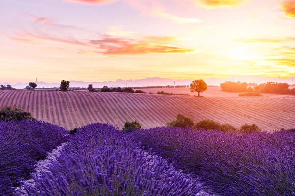 Lavanda campo Verão pôr do sol paisagem — Fotografia de Stock