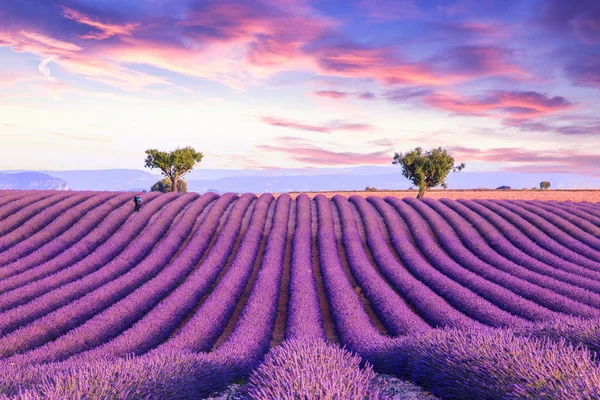 Lavendel fält sommar solnedgång landskap — Stockfoto