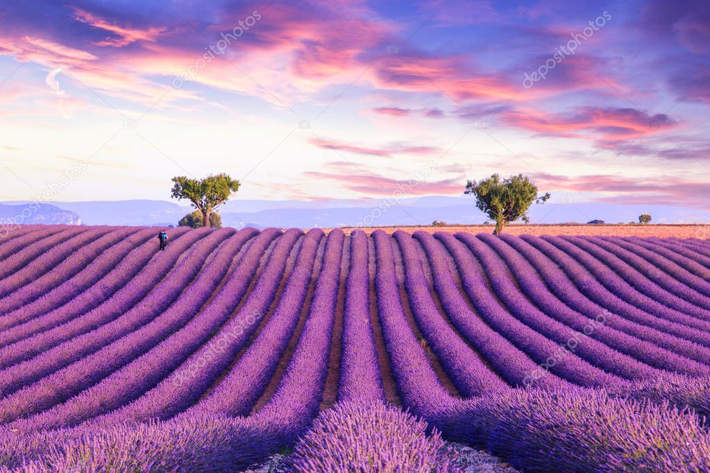 Lavender field summer sunset landscape