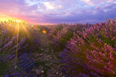 Lavanta alan yaz günbatımı manzara 