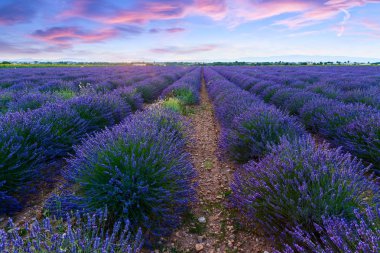 Lavanta alan yaz günbatımı manzara 