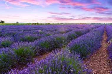 Lavanta alan yaz günbatımı manzara 