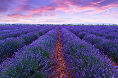 Lavanta alan yaz günbatımı manzara 