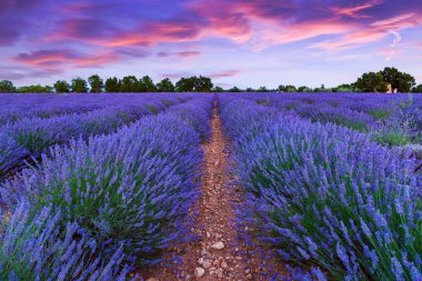 Lavanta alan yaz günbatımı manzara 