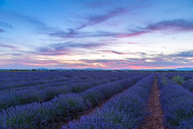 Lavanta alan yaz günbatımı manzara 