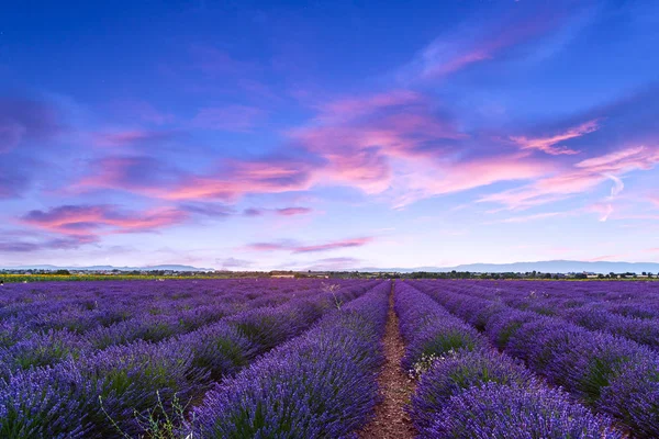 Campo de lavanda verano puesta del sol paisaje —  Fotos de Stock