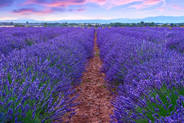 Lavendel veld zomer zonsondergang landschap — Stockfoto