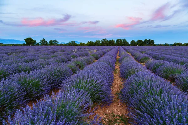 Lavendel fält sommar solnedgång landskap — Stockfoto