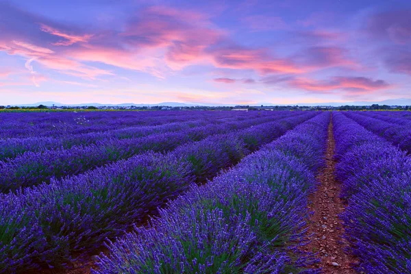 Lavendel fält sommar solnedgång landskap — Stockfoto