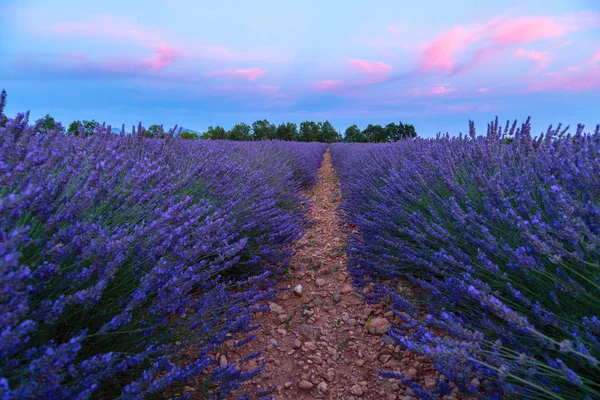 Lavendel fält sommar solnedgång landskap — Stockfoto