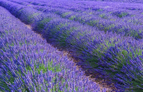 Pôr do sol sobre um campo de lavanda violeta na Provença — Fotografia de Stock