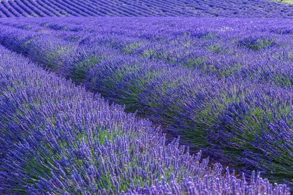 Zonsondergang boven een violet lavendelveld in de Provence — Stockfoto