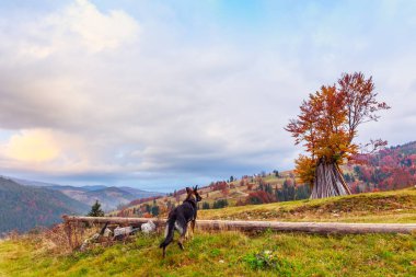 Transilvanya dağ ağaçta ile büyülü gündoğumu