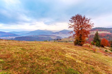 Transilvanya dağ ağaçta ile büyülü gündoğumu