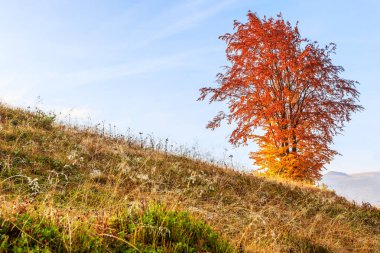 Transilvanya dağ ağaçta ile büyülü gündoğumu