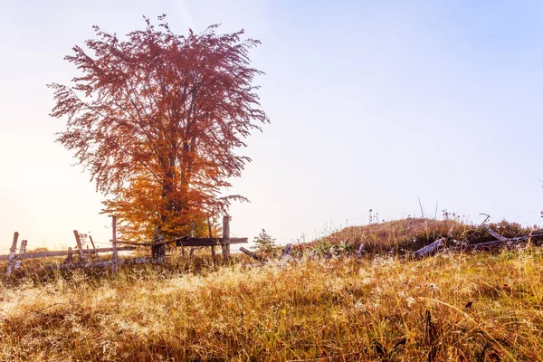 Alba magica con albero nelle montagne della Transilvania — Foto Stock
