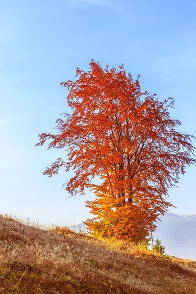Magisk soluppgång med träd i Transsylvanien berg — Stockfoto