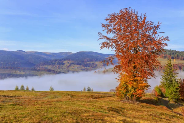 Barevný podzimní strom v Karpatských horách — Stock fotografie