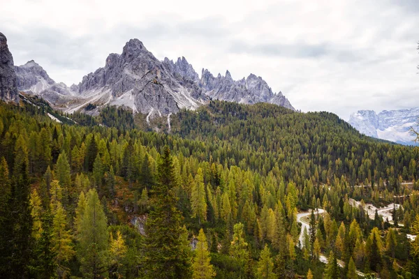 Flygfoto över enorma gröna friska tallskog i Dolomiterna Alperna — Stockfoto