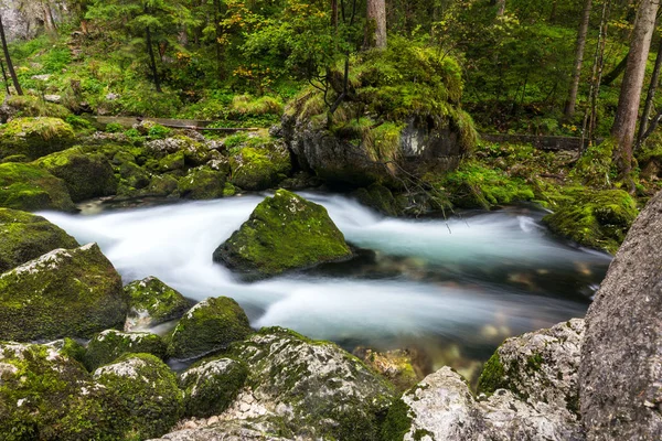 快速的山溪，运行在茂密的森林深处 — 图库照片
