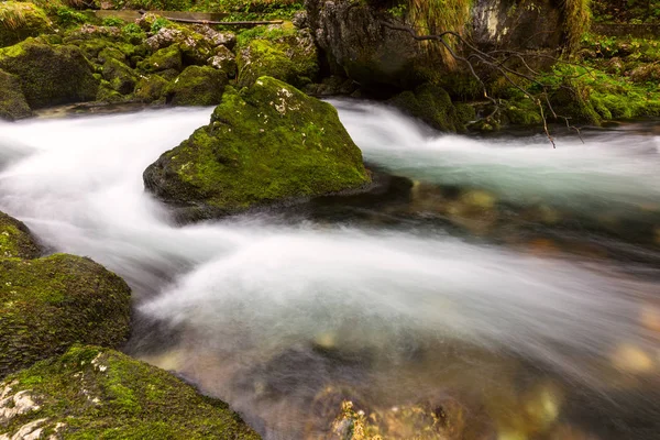 Un ruisseau de montagne rapide qui coule profondément dans une forêt dense — Photo