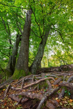 Ağaç kökleri ve yeşil orman