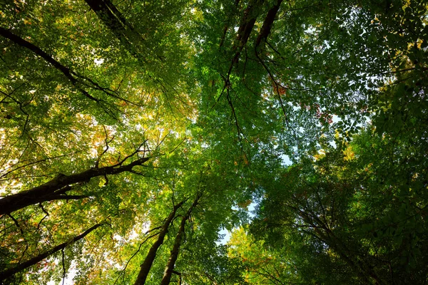 Árboles del bosque de otoño coronas —  Fotos de Stock
