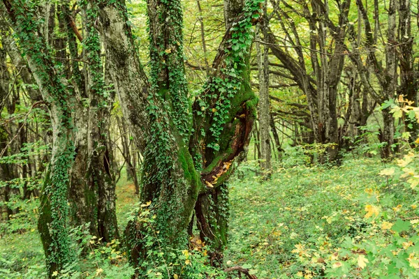 Belle forêt en automne dans le parc national de Plitvice — Photo
