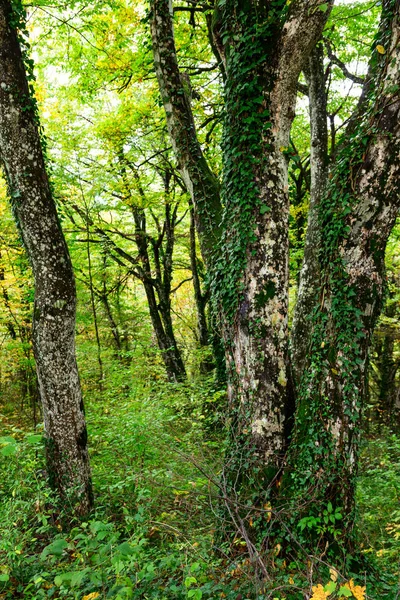 Όμορφο δάσος το φθινόπωρο στο Εθνικό Πάρκο Plitvice — Φωτογραφία Αρχείου