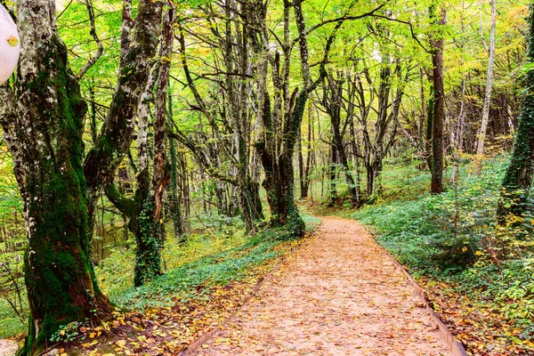 秋の森を抜ける道 — ストック写真