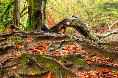 Tree roots and green forest in national park Plitvica