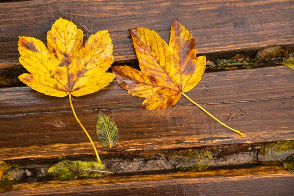 Folhas de outono molhadas amarelas no fundo de madeira — Fotografia de Stock
