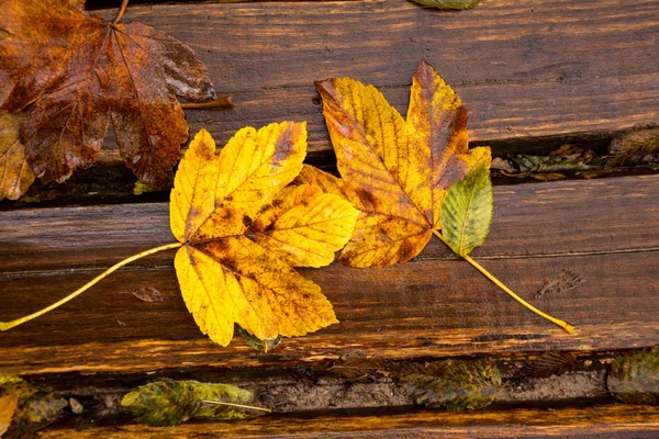 Feuilles d'automne humides jaunes sur le fond en bois — Photo