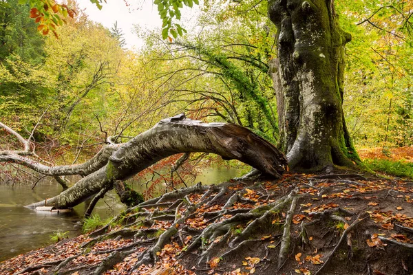 Raízes de árvores e floresta verde no parque nacional Plitvica — Fotografia de Stock