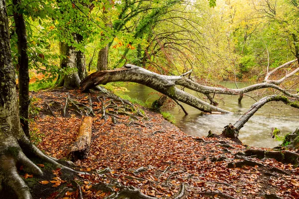 Fa gyökerei és a nemzeti park Plitvicei zöld erdő — Stock Fotó