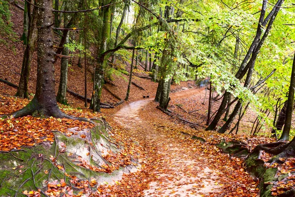 Путь через осенний лес — стоковое фото
