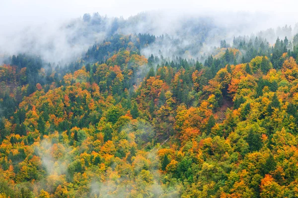 Fantastic landscape of mountain forest in clouds, fog or mist — Stock Photo, Image