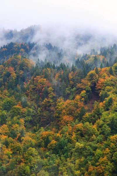 Фантастический пейзаж горных лесов в облаках, тумане или тумане — стоковое фото