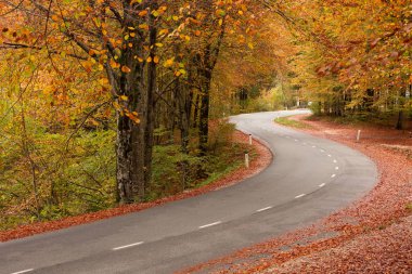 Sonbahar ormanlarında yol