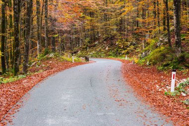 Sonbahar ormanlarında yol