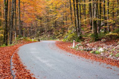 Sonbahar ormanlarında yol