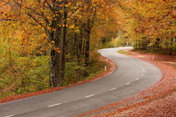 Vägen i höstskogen — Stockfoto