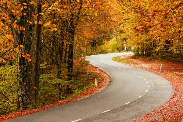 Straße im herbstlichen Wald — Stockfoto