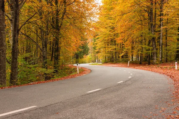 Vägen i höstskogen — Stockfoto