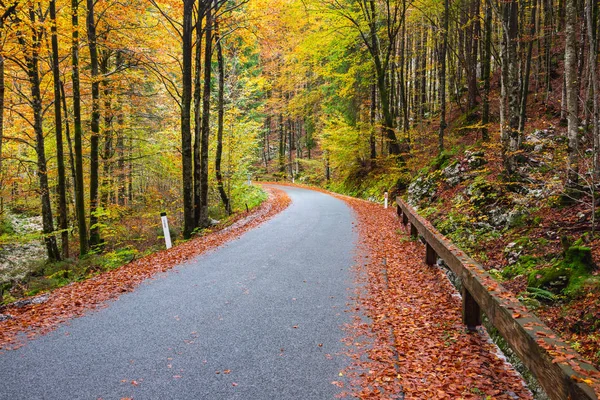 Weg in het herfstbos — Stockfoto