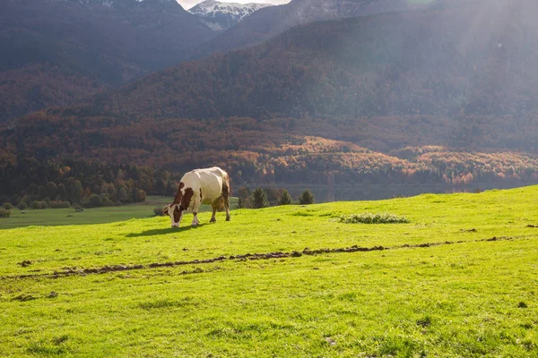 Корови пасуться на альпійських луках — стокове фото