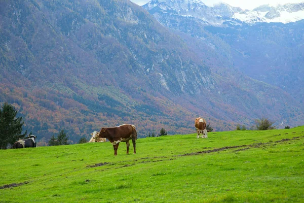 Krávy na pastvě v alpské louky — Stock fotografie