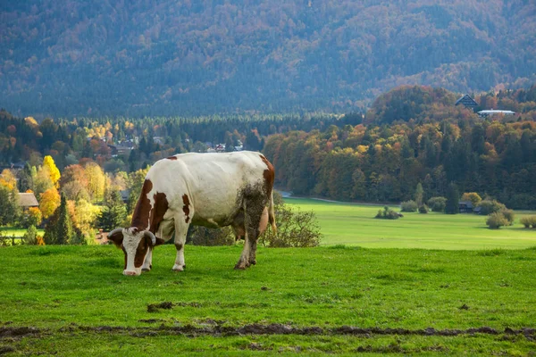 Cows grazing in alpine meadows — Stock Photo, Image