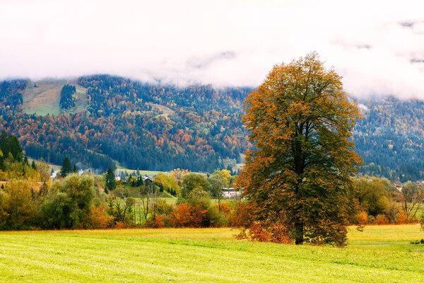 Idyllic landscape in the Alps with green meadows, trees, typical farmhouses and mountain in the background
